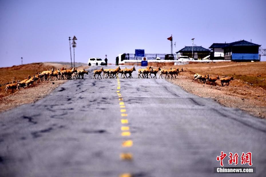 可可西里今年首批藏羚羊安全通过青藏公路