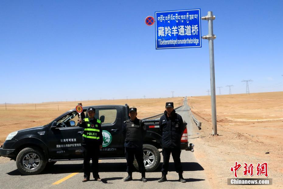可可西里今年首批藏羚羊安全通过青藏公路