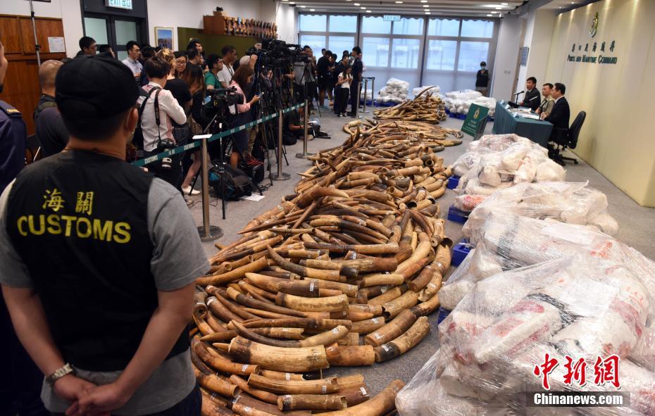 香港海关破30年来最大象牙走私案 市值7200万港元