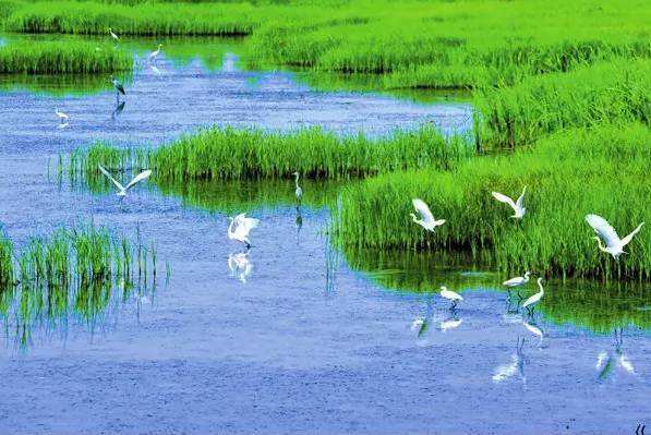 青岛将出台湿地保护条例 这些湿地公园值得一去