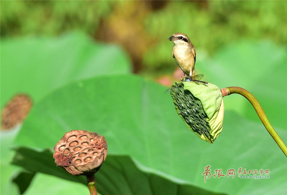 中山公园小西湖飞来伯劳鸟 捕食场面惊心动魄