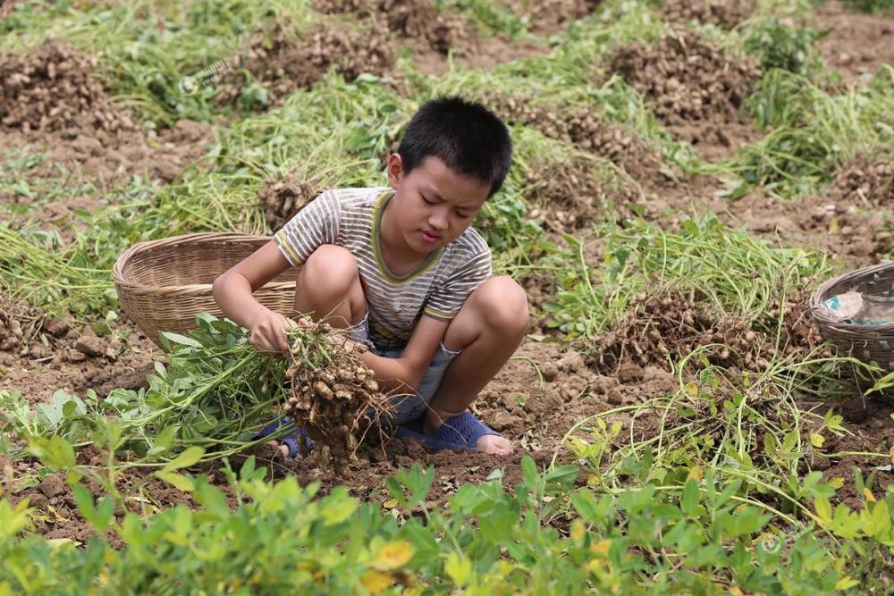 父母重病 男孩祈求：留下一个陪我行吗(图)