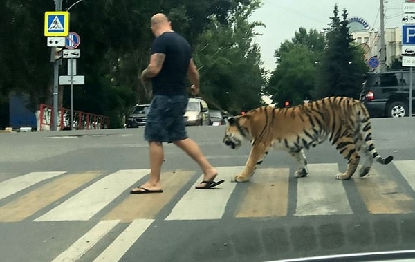 惊呆!俄男子上街遛老虎吓坏路人引发网友讨论