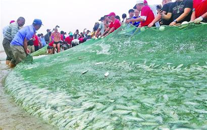 开海头一网拉上8000多斤鱼 游客参与每人分20斤