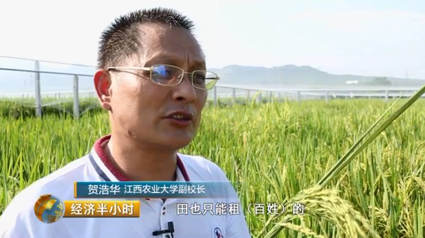 江西农大19年培育出超级稻 增产43亿公斤稻谷