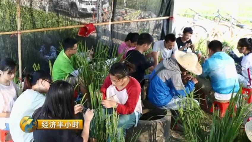 江西农大19年培育出超级稻 增产43亿公斤稻谷