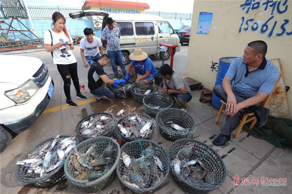 青岛渔民海捕归来 一斤重大螃蟹供不应求