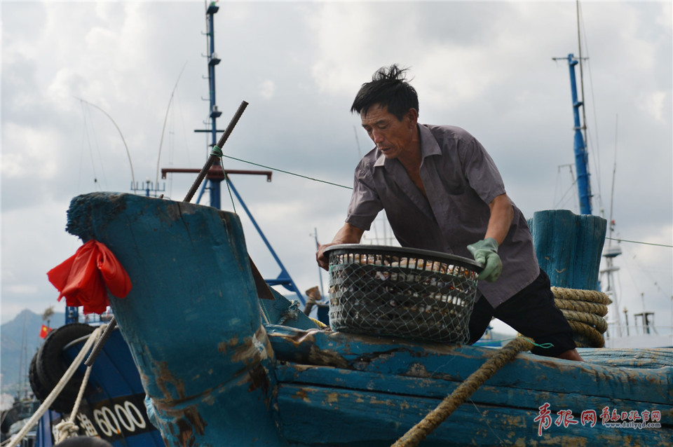 青岛渔民海捕归来 一斤重大螃蟹供不应求