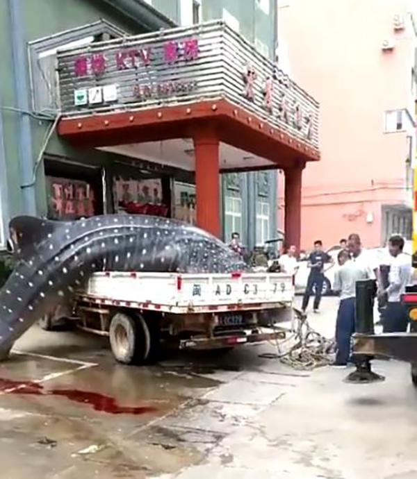 货车运鲸鲨送酒店遭拒 在路边用锯子切割