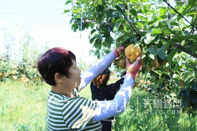 建果园促采摘游村庄水果致富人均年入近两万