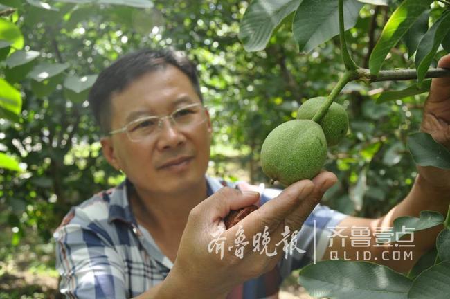 青岛吴家核桃旅游文化节开幕可采摘薄皮核桃