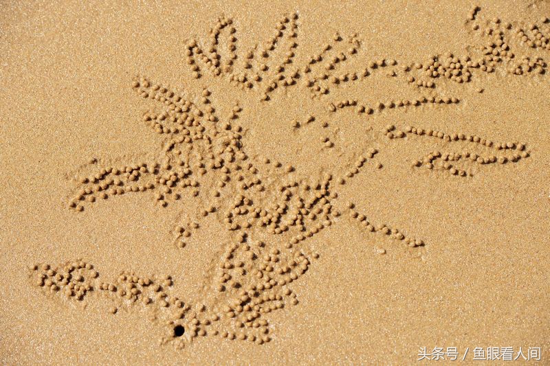 青岛沙滩上现精美艺术画 作者竟是沙滩蟹