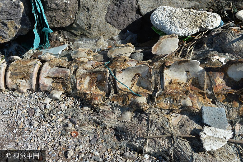 青岛海滩惊现6米长巨型生物遗骸你们看是啥?