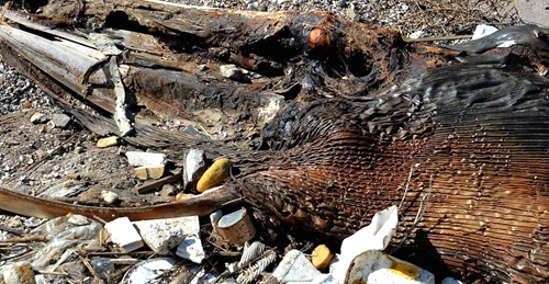 青岛海滩惊现6米长巨型生物遗骸你们看是啥?