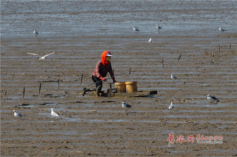 鸥鹭回迁青岛:渔民与候鸟和谐共存绘生态美景