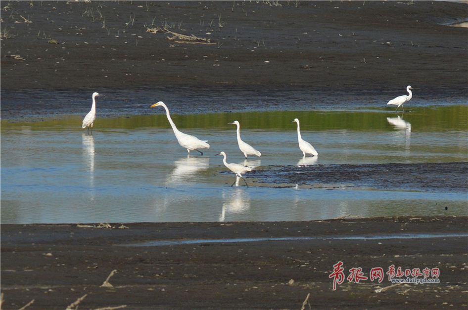 鸥鹭回迁青岛:渔民与候鸟和谐共存绘生态美景