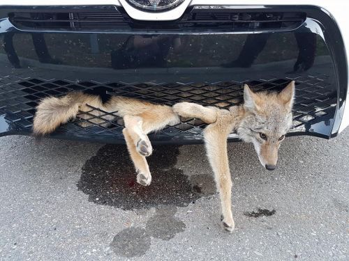 女司机开车撞了一头狼 开30公里后下车一看惊呆