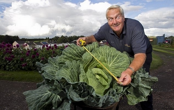 老人种出巨型卷心菜 直径1.5米是普通菜的50倍
