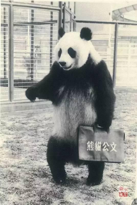 1990北京亚运会吉祥物的原型熊猫去世 享年37岁