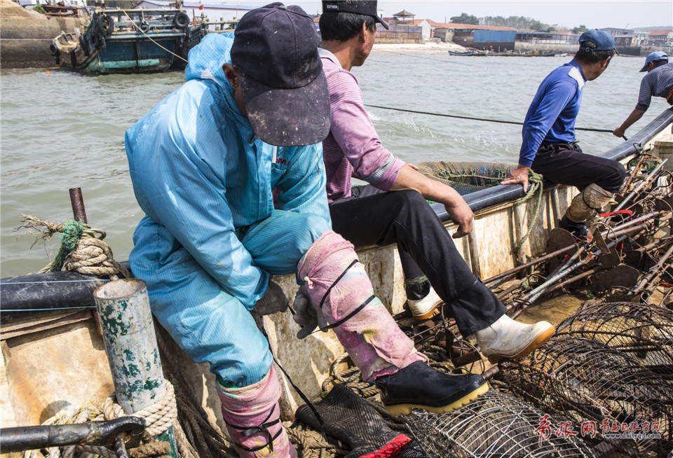 实拍青岛渔民踩高跷挖蛤蜊 你一定没见过(图)