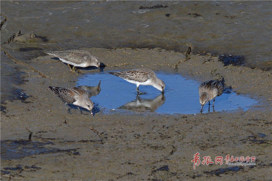 鸥鹭回迁青岛：渔民与候鸟绘生态美景
