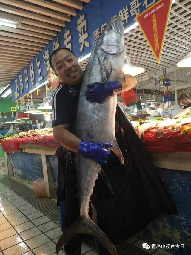 青岛市场现百斤重巨型鲅鱼 竖起来比一般人高