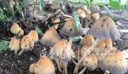 青岛常见毒蘑菇有十多种 野生蘑菇不要随便采食