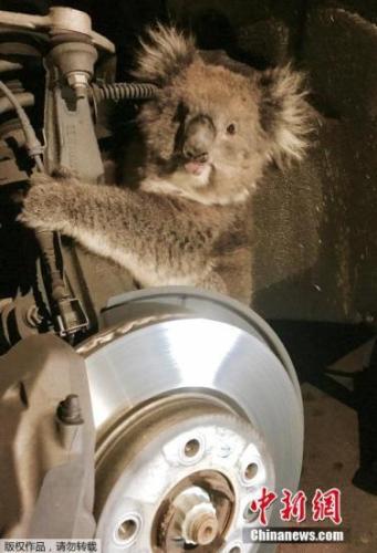 澳大利亚一考拉被困车轮16小时 毫发无损获救(图)