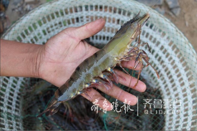 即墨大草虾收获上市 最大三两多 比成人手掌长