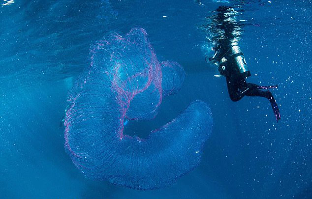 澳潜水员海中发现 海洋独角兽通体剔透呈管状