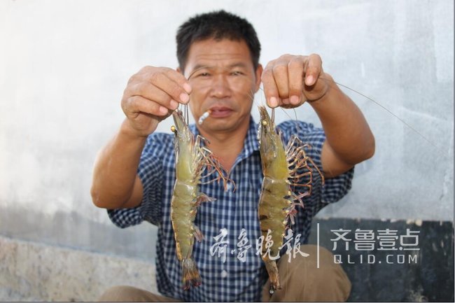 即墨大草虾收获上市 最大三两多 比成人手掌长