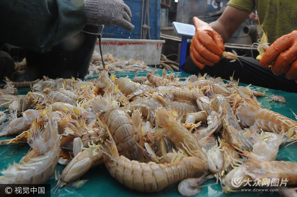 组图：青岛渔民捕获野生虾王 26公分仅售50元