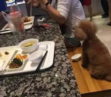 大妈用餐厅盘子喂狗服务员未制止 邻桌炸锅了