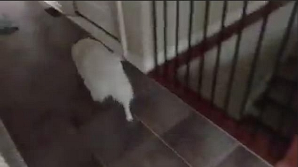 蠢萌！狗狗不识新家楼梯直接从顶层台阶跳下