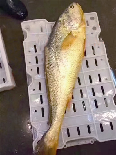 渔民捕获一条9.8斤重大黄鱼 卖出轿车价(图)