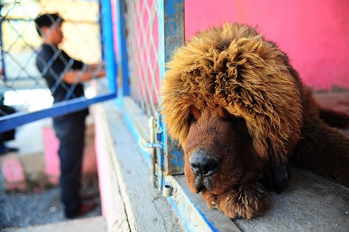中国藏獒热退烧:曾象征财富 如今成被弃流浪狗