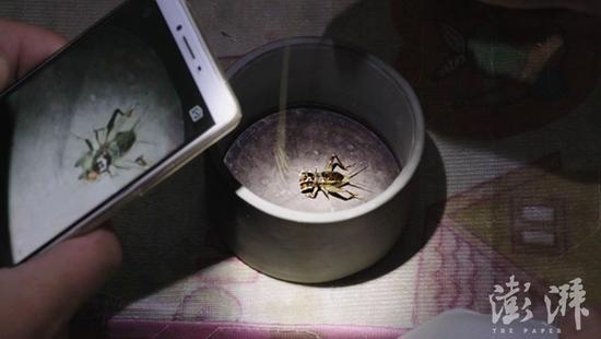 小城青年蟋蟀经:逢虫季变捕手 俩月收入抵一年