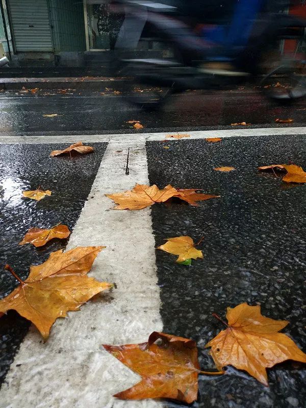 青岛初秋雨景美呆了 绿肥伴红瘦成就独特滤镜