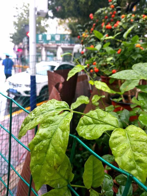 青岛初秋雨景美呆了 绿肥伴红瘦成就独特滤镜