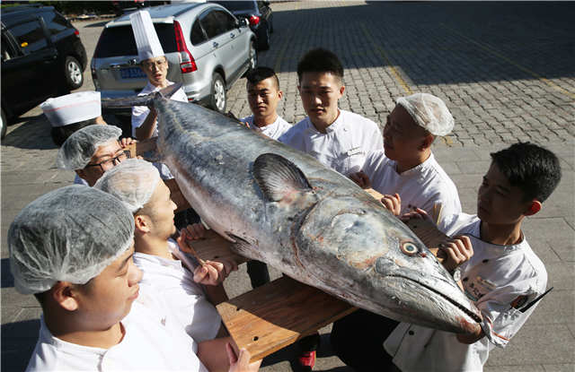 仰口捕到大鲅鱼身长约2.4米 神秘人花两万买走
