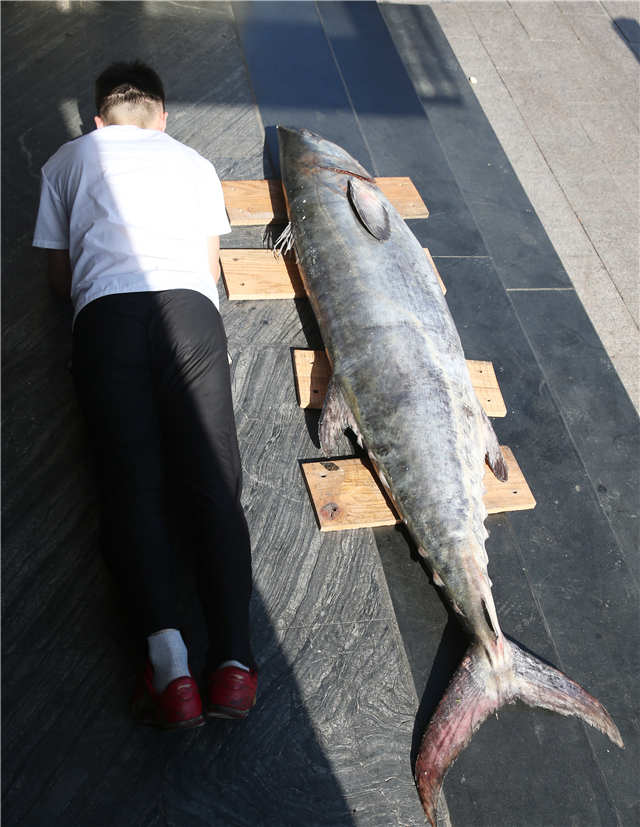 仰口捕到大鲅鱼身长约2.4米 神秘人花两万买走