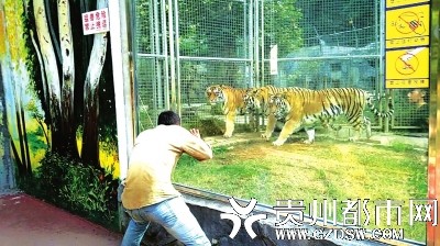 游客在动物园扮猴逗虎 网友:别忘了老虎伤人事件