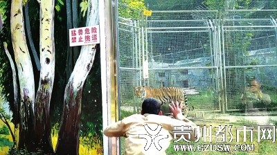 游客在动物园扮猴逗虎 网友：别忘了老虎伤人事件