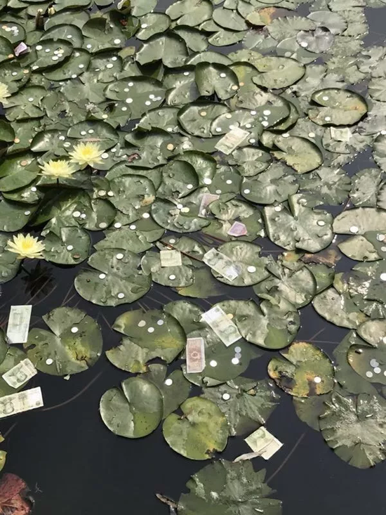 西湖景区睡莲被游客撒满钱币 一夜之间消失不见
