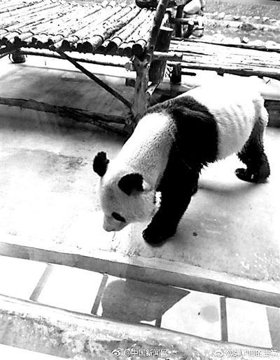 秦岭野生动物园大熊猫瘦成皮包骨 园方:得了牙病