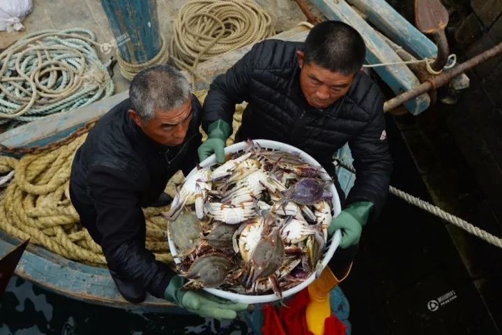 青岛当季海货跌成白菜价螃蟹10元/斤上岸抢光