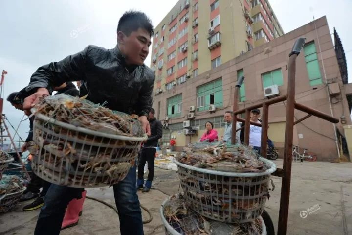 青岛当季海货跌成白菜价螃蟹10元/斤上岸抢光