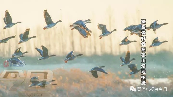 姜山湿地秘境探访 候鸟成群结队飞来安家