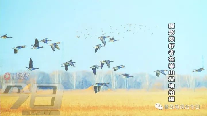 姜山湿地秘境探访 候鸟成群结队飞来安家