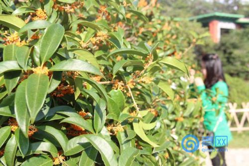 青岛人都在找桂花地图 隔着屏幕都能闻到芳香